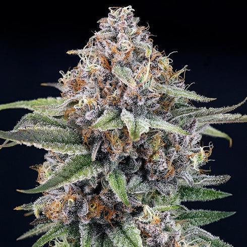 Ripper Seeds - EyeBallz